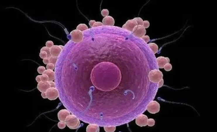 试管进周前可不可以吃头孢克肟介绍，对卵巢影响不得不知